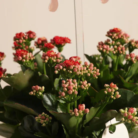 Elegant Eid Red Kalanchoe Plant