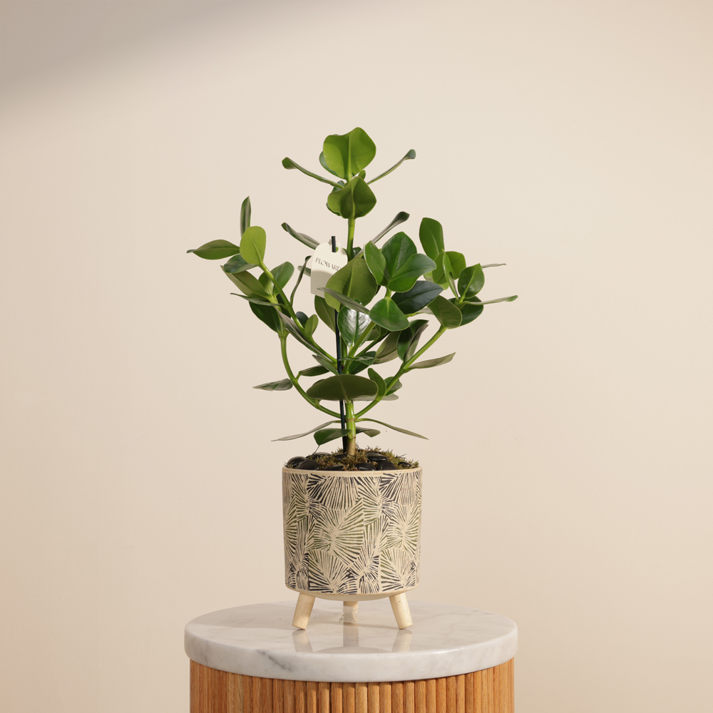 نبات كلوسيا روزيا الأخضر الراقي 