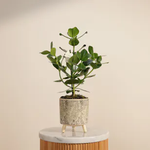 Cheerful Green Clusia Rosea Plant 