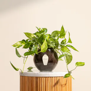 Golden Pothos Plant