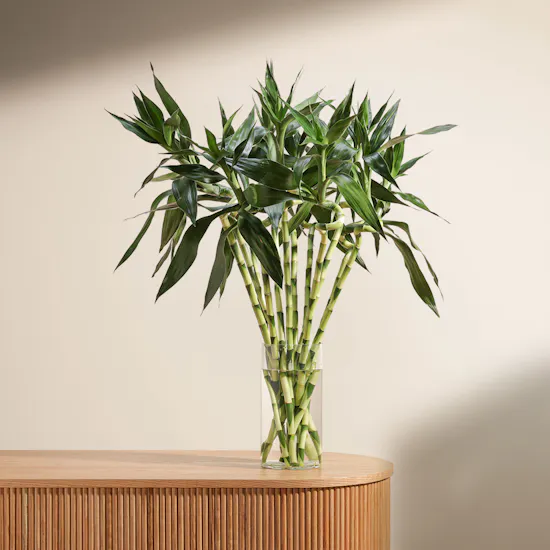 Bamboo Plant | Glass Vase