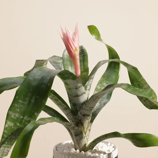 Elegant Aechmea Chantinii Plant