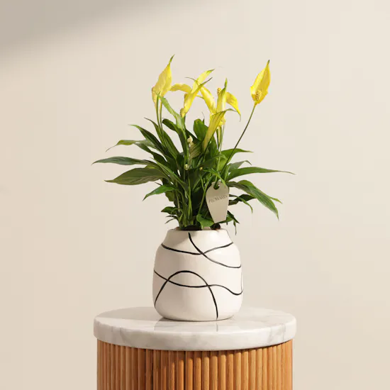 Glowy Yellow Spathiphyllum Plant