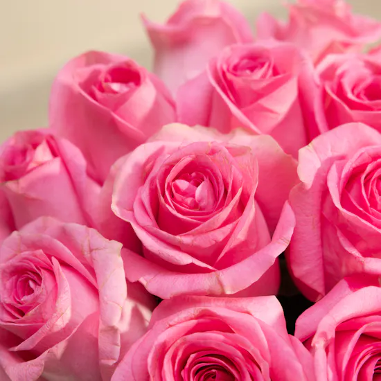 Pink Plush Rose Revival Vase