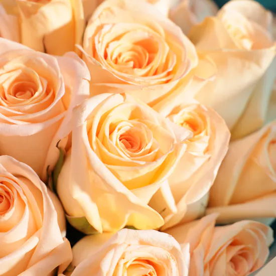 Peach Roses Bouquet | 35 Flowers