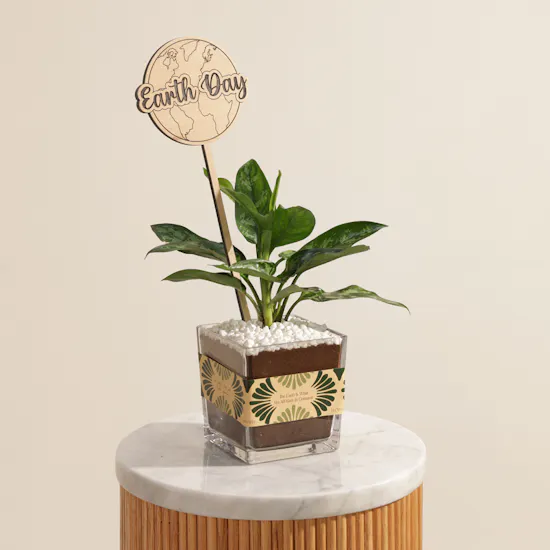 Thailandese Aglaonema Maria Earth Day Plant