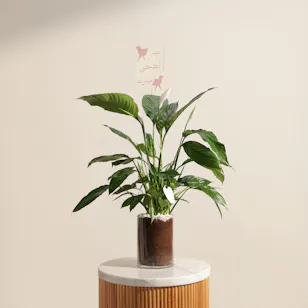 Eid Joyous White Peace Lily Plant