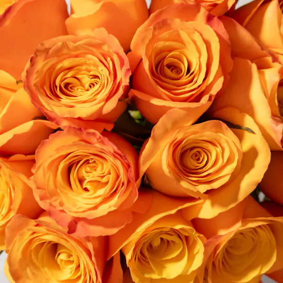 Orange Roses | Flowers Vase