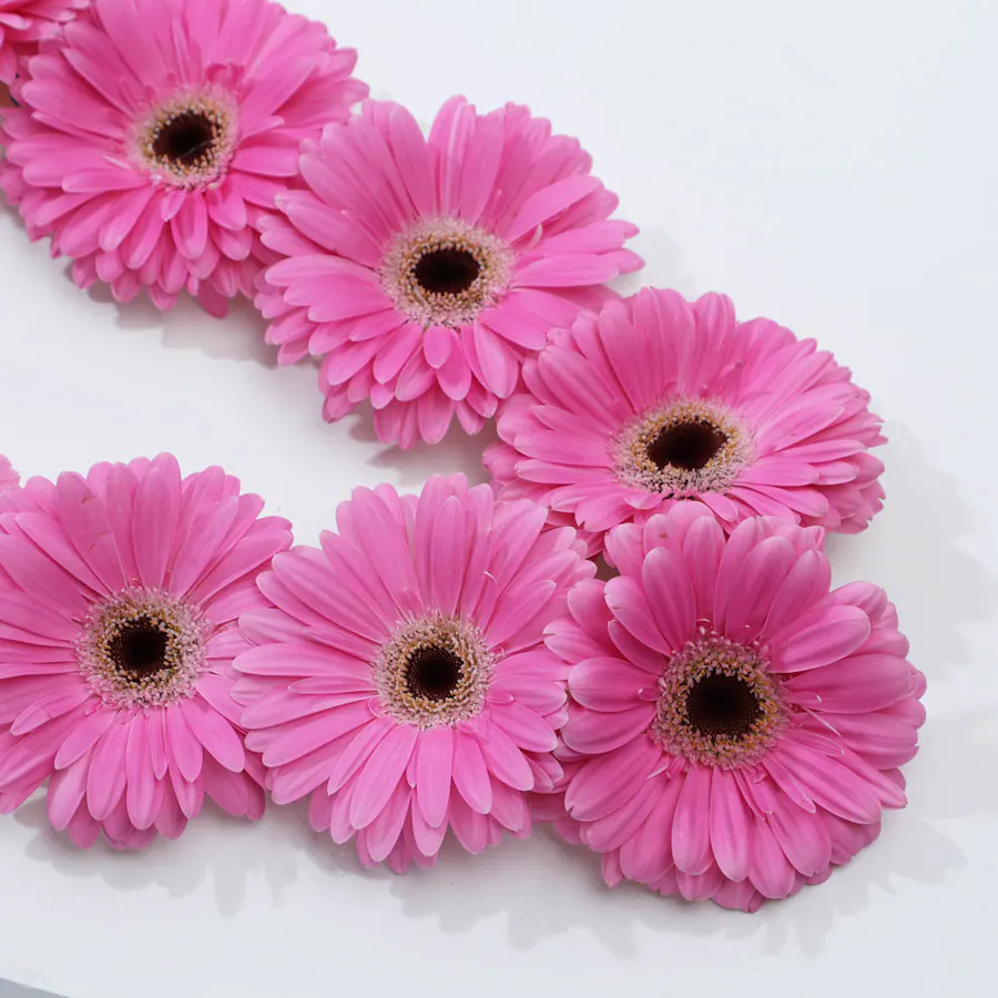 The Necklace | Pink Gerbera  3