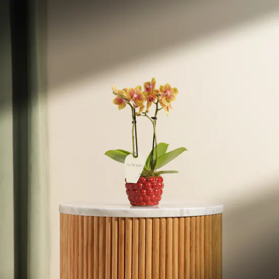 Small Orange Phalaenopsis Plant Berry Pot