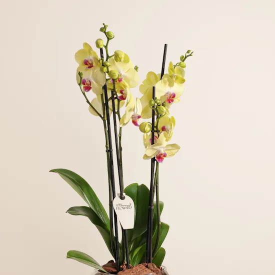 Yellow Orchid Plant