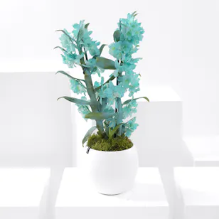 Dendrobium Plant