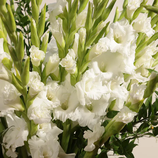 White Gladiolus | Glass Vase