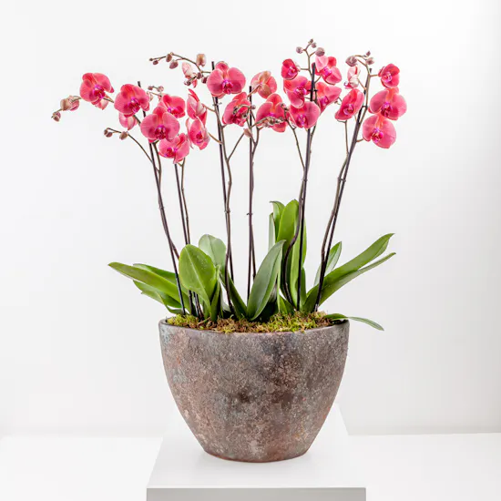 Coral Deluxe