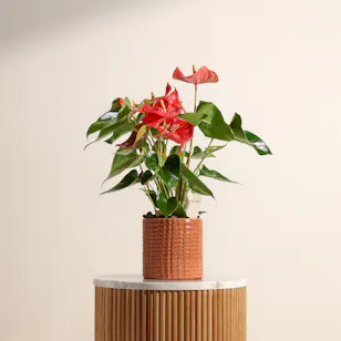 Fancy Red Anthurium Summer Love Plant
