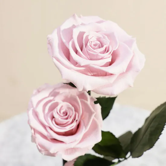 Preserved Pink Roses Dome