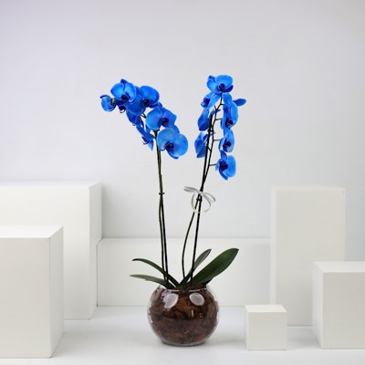 Phalaenopsis Blue Sapphire