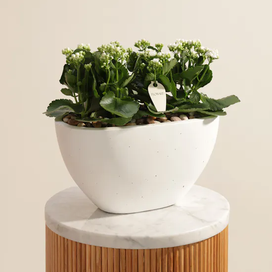 Cheerful White Kalanchoe Plant