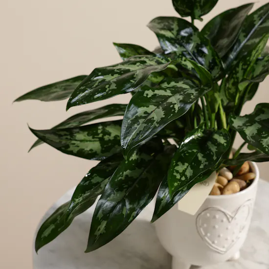 Passionate Aglaonema Maria Plant