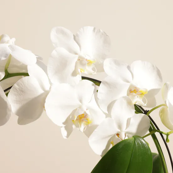 Father's Day Fancy White Infinity Circle Phalaenopsis Plant