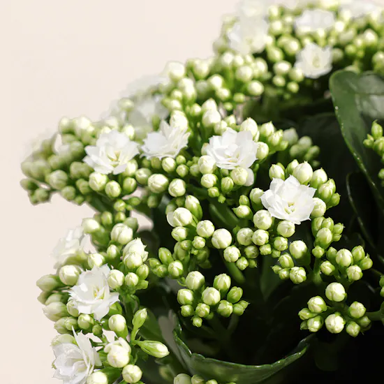 White Kalanchoe