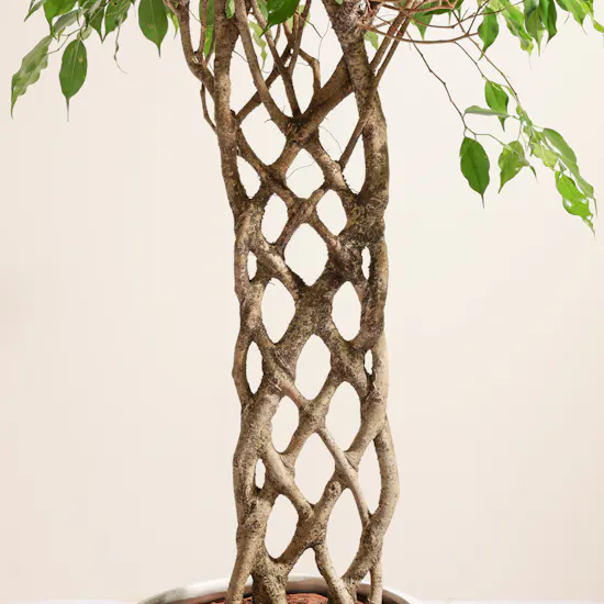 Stunning Ficus Benjamina Braided Plant