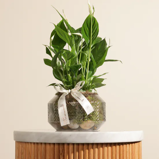 Small Green Spathiphyllum Plant