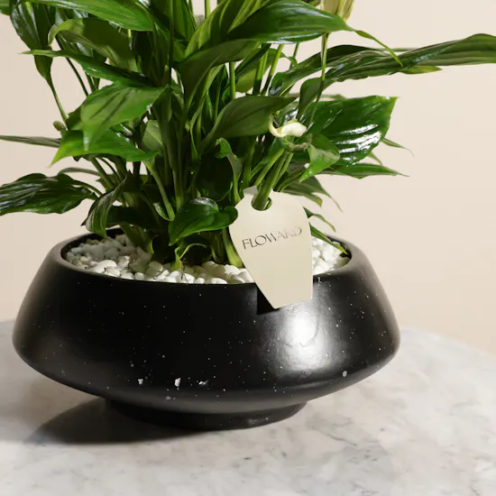 Serene Yellow Spathiphyllum Plant