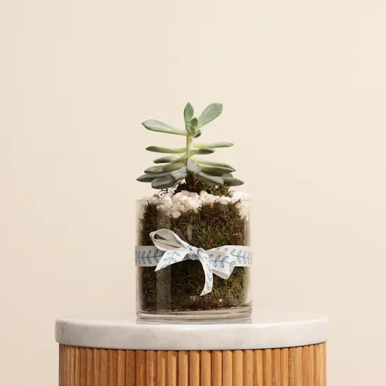 Green Echeveria Plant | Welcome Home Balloon