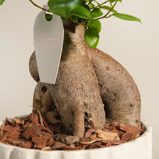 Bonsai Crafted by Nature Plant