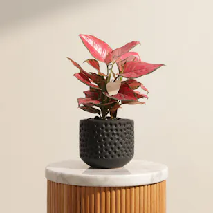 Aglaonema Red Joy Plant