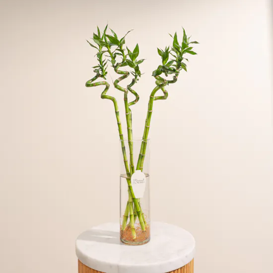 Bamboo Plant Vase | 5 Lucky Bamboo