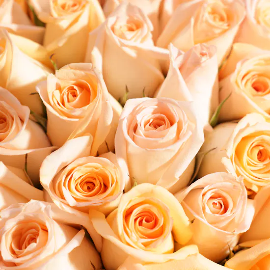 Peach Roses Bouquet | 250 Flowers