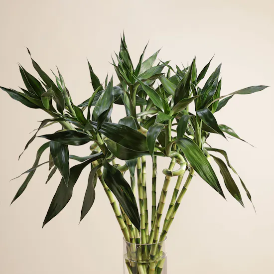 Bamboo Plant | Glass Vase