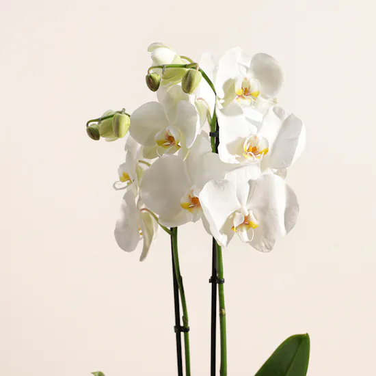 White Orchid Plant | Glass Pot
