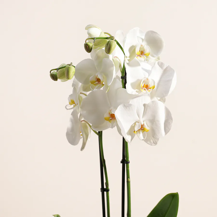 White Orchid Plant | Glass Pot 1