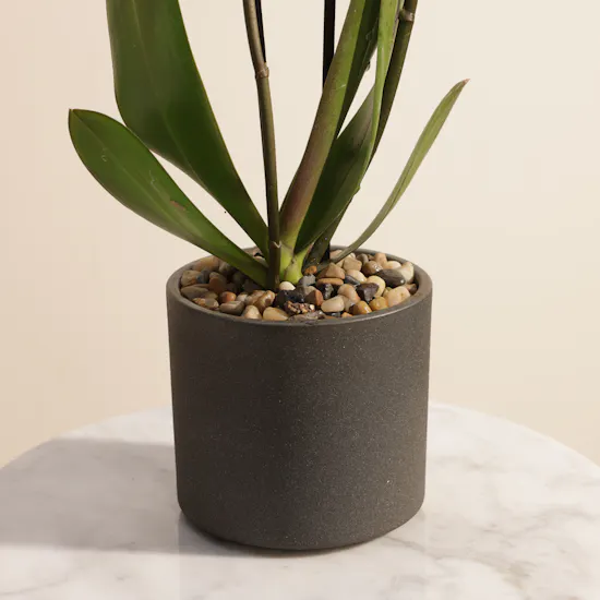 The Golden Yellow Phalaenopsis Plant