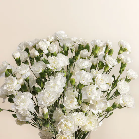Pure White Baby Carnation Vase