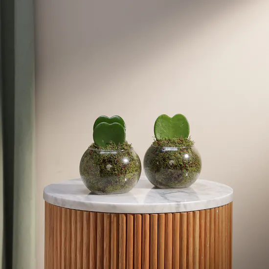Forever Love Duo Plants