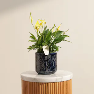 Distinctive Yellow Spathiphyllum Plant