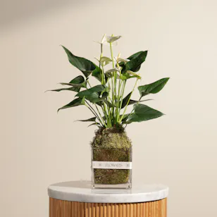 Fancy White Anthurium Plant
