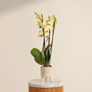 Stunning Yellow Orchid Plant