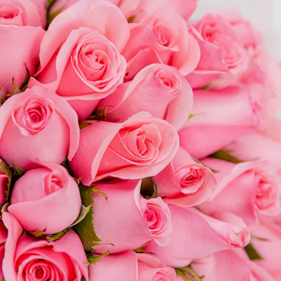 50 Revival Rose