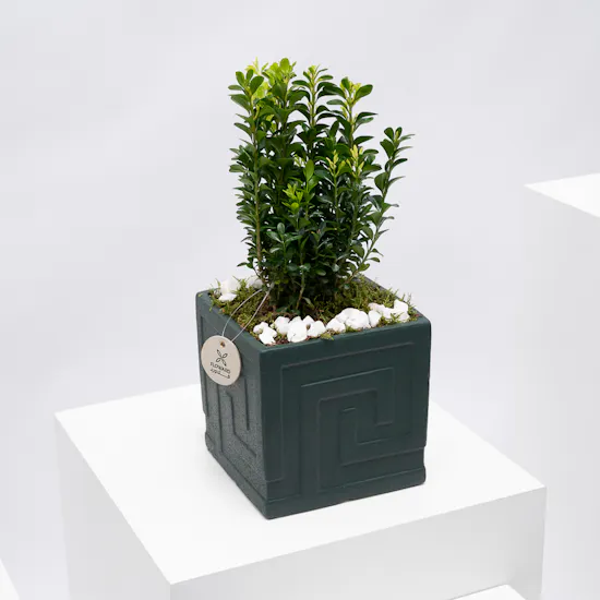 Buxus Sempervirens | Dark Green Pot