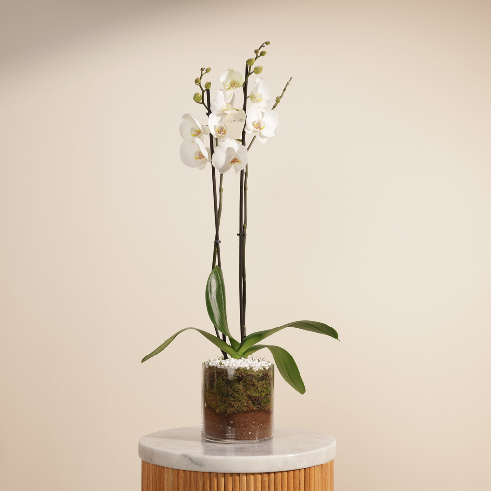 نبات فالاينوبسيس أبيض متألق 