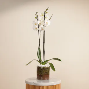 Elegant White Phalaenopsis Plant