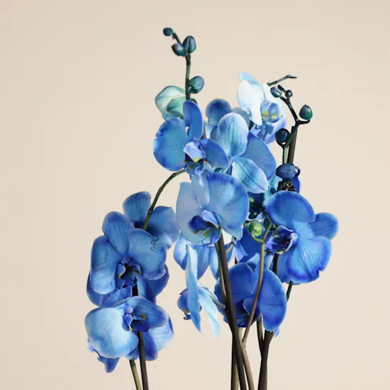 Beauty Blue Phalaenopsis Plant