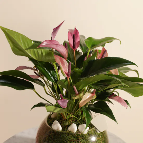 Purple Anthurium