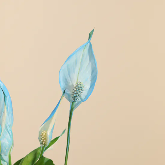 Elegant Spathiphyllum Bellini Plant