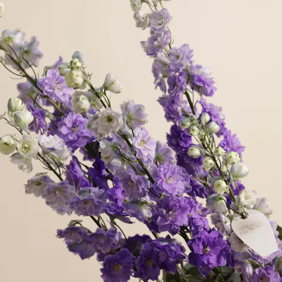 Purple Delight Tray